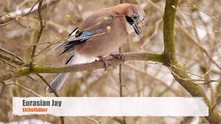 Eurasian Jay Garrulus glandarius  Eichelhäher 09 [upl. by Alrich909]