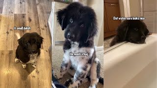 Things My Newfoundland Dog Did As A Puppy That She Still Does Now [upl. by Vincents944]