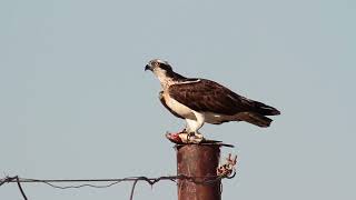 osprey [upl. by Muffin]