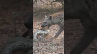 The Unlucky Impala From Pythons Grip to Hyenas Feast [upl. by Gninnahc43]