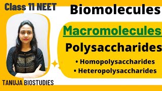 Biomolecules Macromolecules  Polysaccharides  Cellulose  Starch  Chitin Class 11 BiologyNEET [upl. by Ardnahcal515]