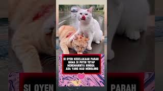 quotTragis dan Mengharukan Kucing Tertabrak Temannya Berjuang Mencari Pertolonganquot [upl. by Betthel]