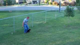 10 week old Boykin Spaniel pup training  part 2 [upl. by Lak355]