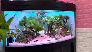 Juwel Trigon 190L Planted Tank and Juwel Vision 450L Monster Tank [upl. by Gessner158]