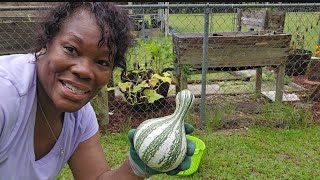 SUMMER CLEANUP  Garden Harvest Cushaw Cocozelle and China cucumber [upl. by Zoara]