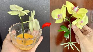 Know this secret You can propagate thousands of orchids at will [upl. by Cad395]