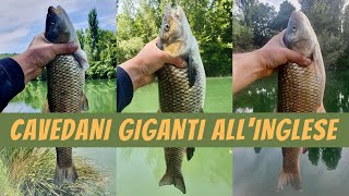 PESCA ALLINGLESE SUL FIUME TEVERE  CAVEDANI GIGANTI  pesCarlo [upl. by Lewis]