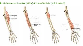Bewegungssystem I Übersicht oberflächliche amp tiefe Unterarmmuskulatur Strecker I ProfDrmed Wirth [upl. by Notseh]