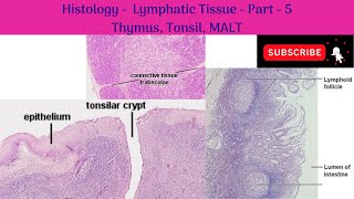 Histology of Lymphatic tissue  Part 5  Thymus Tonsil MALT Anatomy mbbs education [upl. by Mullen]