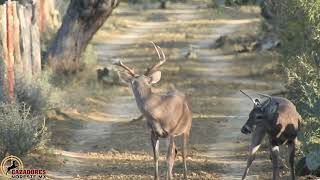 Venado de 8 picos Coyote y muchos venados machos [upl. by Pass]