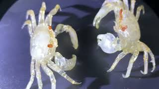 Can a crabs shell become transparent Phase hand crab transparent plasticized specimen [upl. by Ilyk]