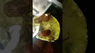 Ostracods and snails eating a zucchini [upl. by Meldoh]