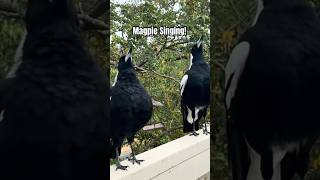 Australian Magpies Singing Our BIRDS puff out their Chest omg 🎶🎤🎶🥳 [upl. by Poucher387]