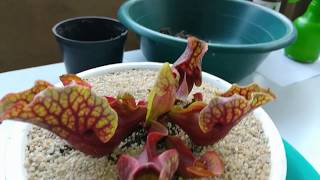 ¿Cómo trasplantar una Sarracenia purpurea [upl. by Herve]