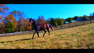 Goodbye Horses  FPV Freestyle [upl. by Terhune346]