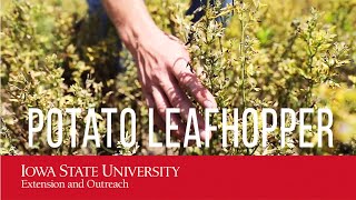 Alfalfa and Potato Leafhopper Video Control Damage Insecticide [upl. by Artinad584]