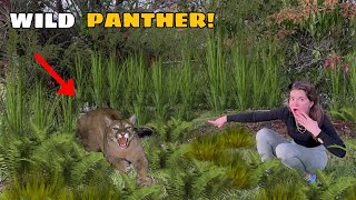 GIANT PANTHER ON THE LOOSE DID WE CATCH IT [upl. by Lilyan]