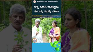 అన్ని రకాల కామెర్లుకు ఈ ఒక్క మొక్క చాలు youtubeshorts ytshorts ayurveda sreesannidhitv [upl. by Rhys491]