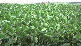 Farm Basics 738Soybean Growth Stages Air Date 52712 [upl. by Raybourne]