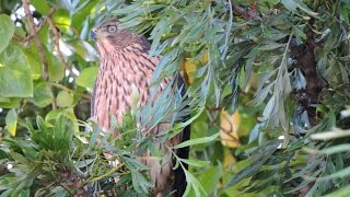 Red  breasted Sparrowhawk juvenile filmed by Greg Morgan [upl. by Aket]