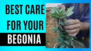 Begonia plant care Propagate Begonia Cuttings [upl. by Alon]