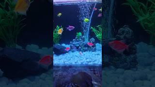 Beautiful freshwater widow tetra tank shorts freshwaterfish aquariumfish widowtetra [upl. by Puritan]