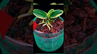 Making rotten orchids revive quickly by simply few people know grow plants orchid shorts [upl. by Yht]