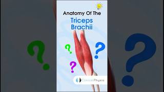 Triceps Brachii Anatomy anatomy physiotherapy physicaltherapy triceps [upl. by Nnylylloh]