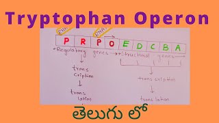 Tryptophan Operon in telugu [upl. by Ettelohcin160]