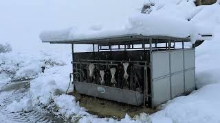 dairy farm in Italy [upl. by Stirling]