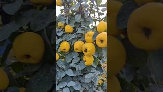 BEXI KOʻCHATLARI SOTUVDA 998770086100 uzbekistan fruit rekaciq shortvideo smartphone rec [upl. by Anitsyrc]