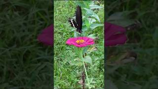 Papilo helenus 🌺🌿🪴gardening butterfly natureplants indianshorts viralshorts [upl. by Ribal]