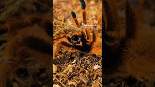 So DIFFERENT yet so SIMILAR Tarantulas from around the world tarantula spider nature [upl. by Mandle509]