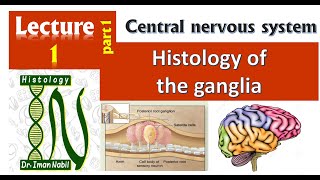 1aHistology of GangliaCNS [upl. by Vaules]