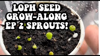 Sprouts Lophophora williamsii from seed Growalong EP2 How to grow Peyote from seed to maturity [upl. by Okikuy]