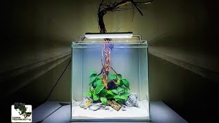 HOW TO Nano Aquascape Only Anubias nana Ep4 Membuat Aquascape水草造景 [upl. by Lizbeth992]