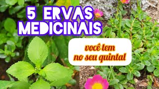 5 ervas medicinais incríveis [upl. by Cohette626]