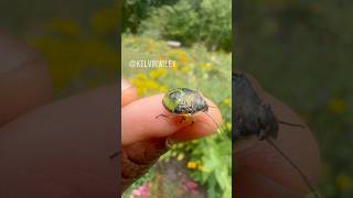 Handling a Stink Bug Nymph [upl. by Korff]