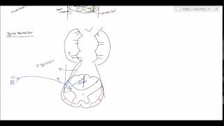 Neuroanatomy  Spinocerebellar Tract USMLE [upl. by Fondea647]