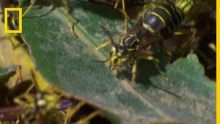 Des fourmis légionnaires sattaquent à des guêpes [upl. by Tildie]