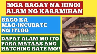 HOW TO INCUBATE CHICKEN EGGSTAMANG PAG INCUBATE NG ITLOG [upl. by Ialokin]