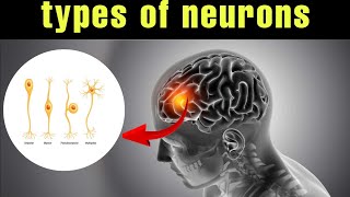 दिमाग के cell न्यूरॉन कितने प्रकार के होते हैं  types of neuron [upl. by Perot]