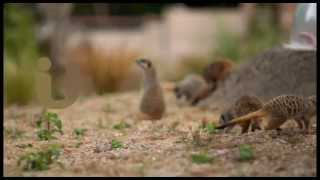 Summer 2013 Idents  Meerkats  ITV [upl. by Vasya]