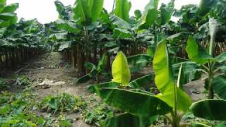 plantacion de platano [upl. by Allen877]