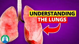 Understanding the Lungs and How We Breathe [upl. by Cutcheon929]