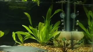 Using Aquarium Box Filter in Goldfish Tank [upl. by Ahsiekrats]