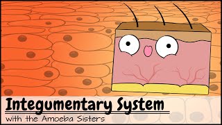 Integumentary System [upl. by Renraw]