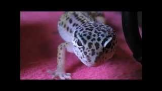 leopard gecko walking around [upl. by Tremaine189]