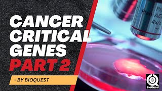 How Oncogenes and Tumor Suppressor Genes Causes Cancer  Cancer Critical Genes Part 2  Oncology [upl. by Naehgem]