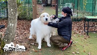 ストーブ屋さんと楽しく遊んだルンルンとアランとベルです Great Pyrenees グレートピレニーズ [upl. by Retlaw147]